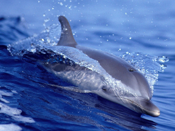 dolphin_cruising