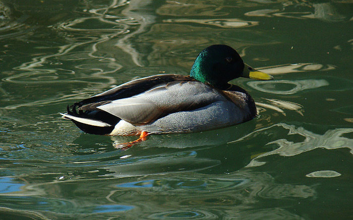 duck_swim