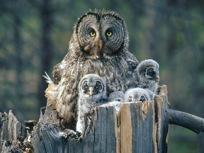 gray_owl_with_owlets