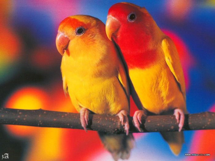 love_birds