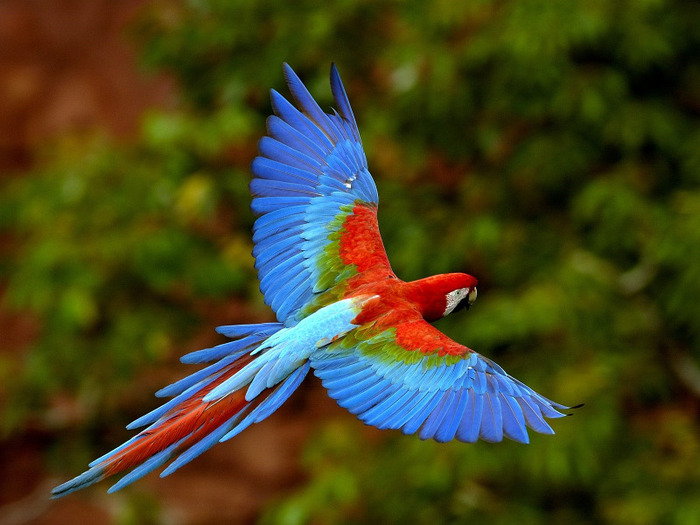 macaw_in_flight