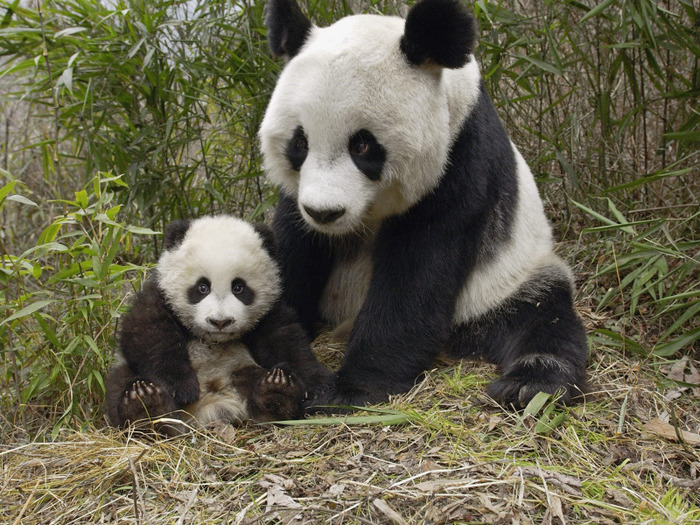 mother_and_cub_panda
