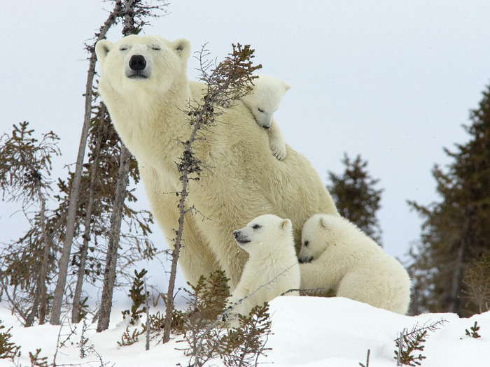mother_polar_bear_and_cubs