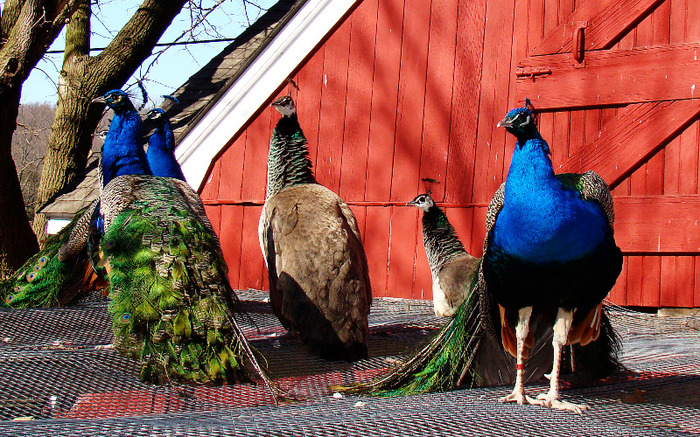peacocks_over_barn