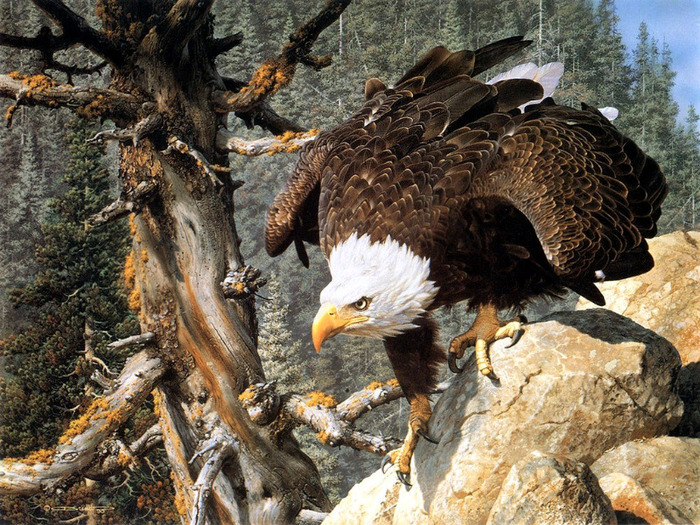 robust_eagle