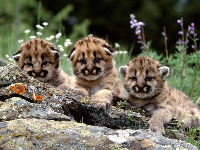 mountain_lion_cubs - 000Deea-26 08 2000-Andreea