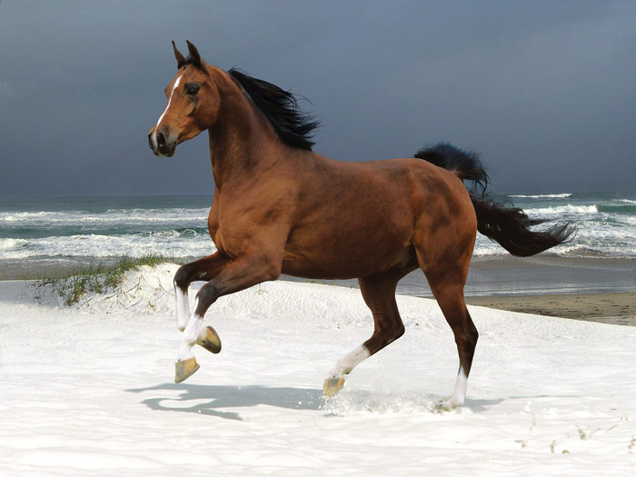 norwegian_horse