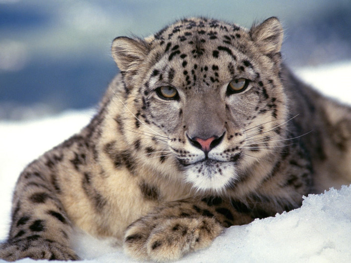 snow_leopard - 000Deea-26 08 2000-Andreea