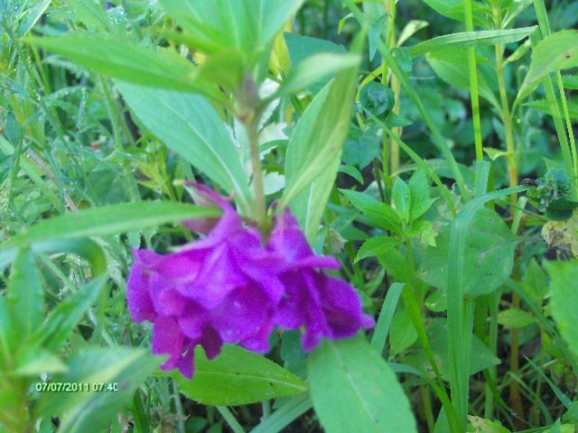 BALSAMINE - 07_IULIE