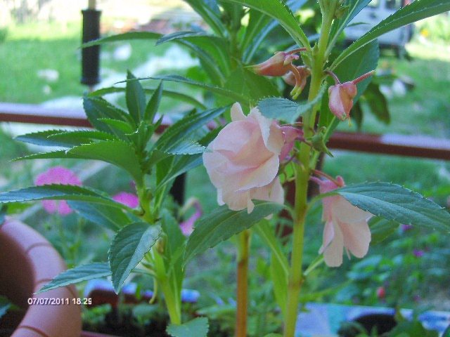 BALSAMINE - 07_IULIE