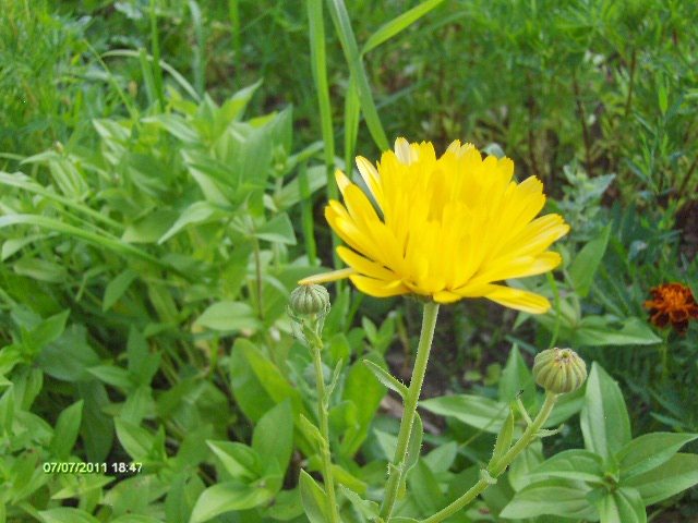 131 - 07_IULIE