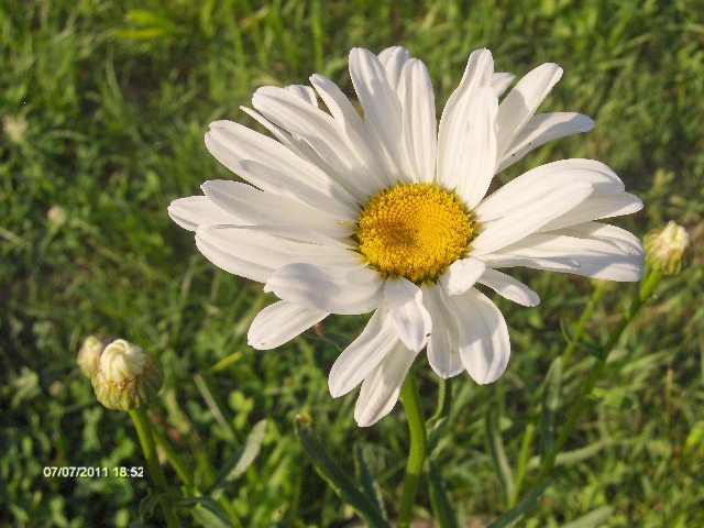 151 - 07_IULIE