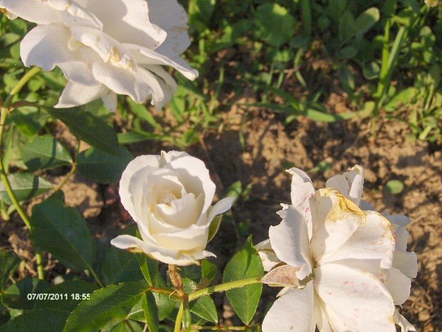 156 - 07_IULIE