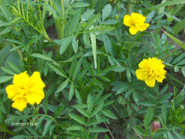 173 - 07_IULIE