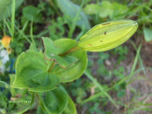 crin ....chinuit - 07_IULIE