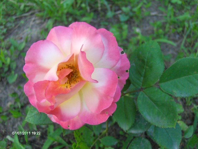 225 - 07_IULIE