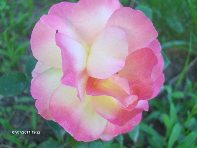 226 - 07_IULIE