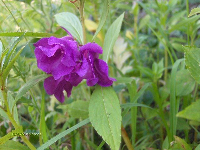balsamine - 07_IULIE