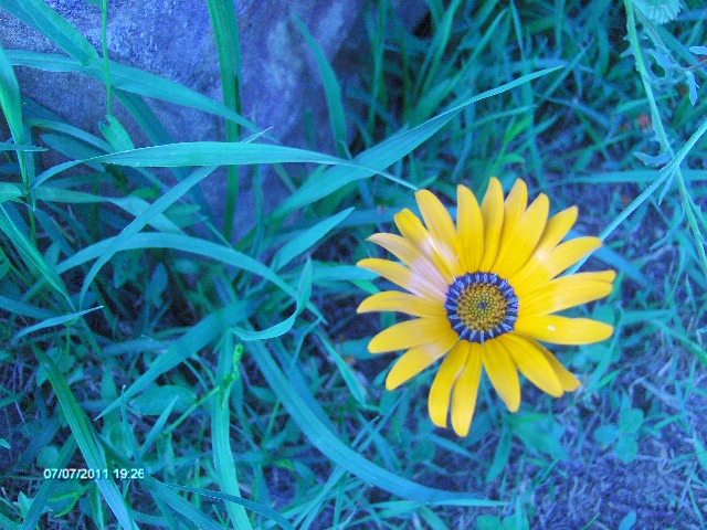 239 - 07_IULIE