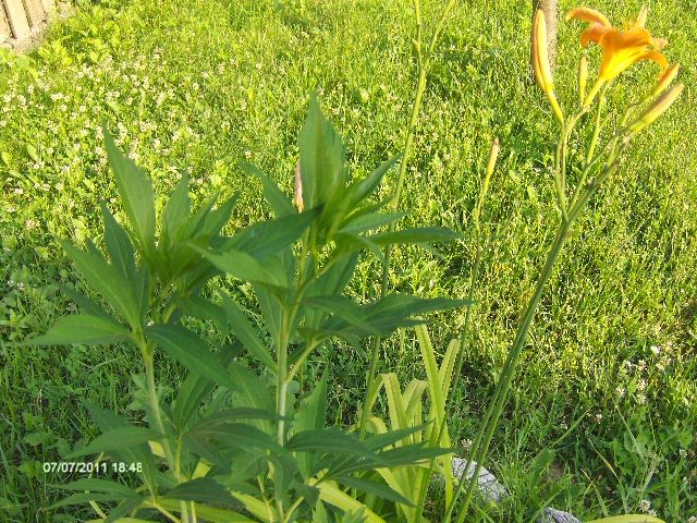 rudbeckia lanciniata hortensia-fara floare