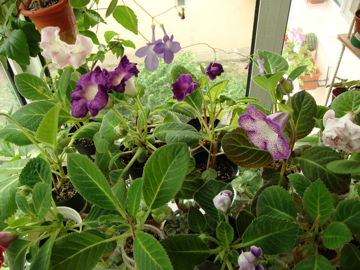DSC03207 - 1T gloxinia