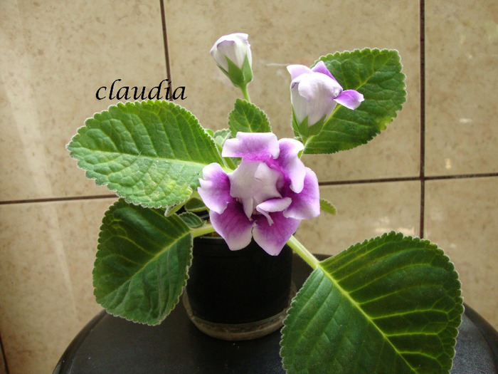 DSC03212 - 1T gloxinia