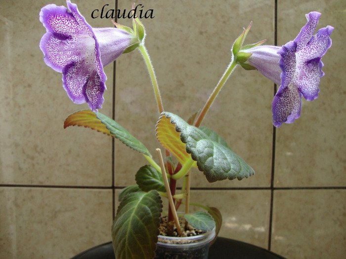 DSC03213 - 1T gloxinia