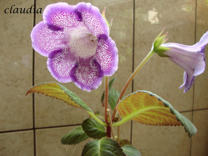 DSC03214 - 1T gloxinia