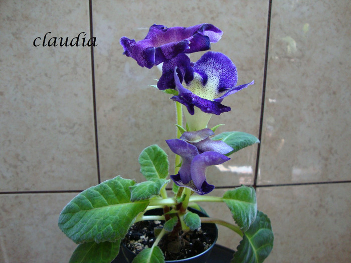 DSC03215 - 1T gloxinia