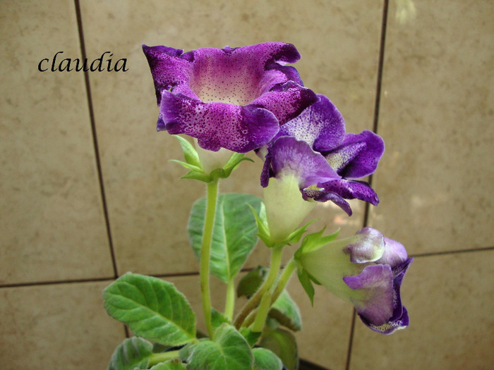 DSC03216 - 1T gloxinia
