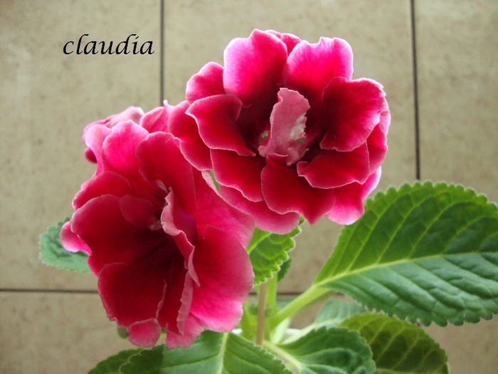 DSC03222 - 1T gloxinia