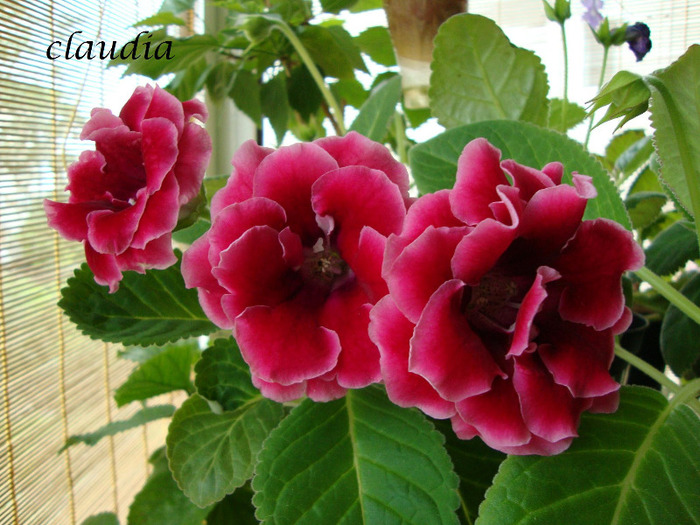 DSC03224 - 1T gloxinia