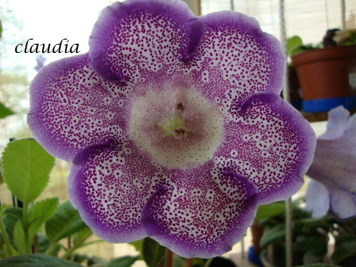DSC03226 - 1T gloxinia