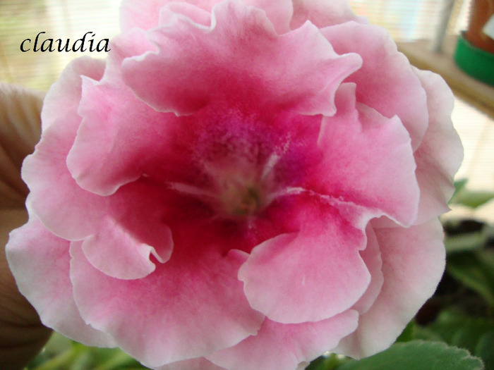 DSC03227 - 1T gloxinia