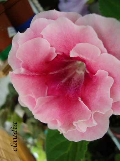 DSC03230 - 1T gloxinia