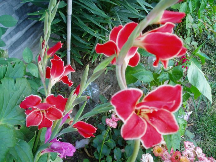 P1010031 - Au inflorit