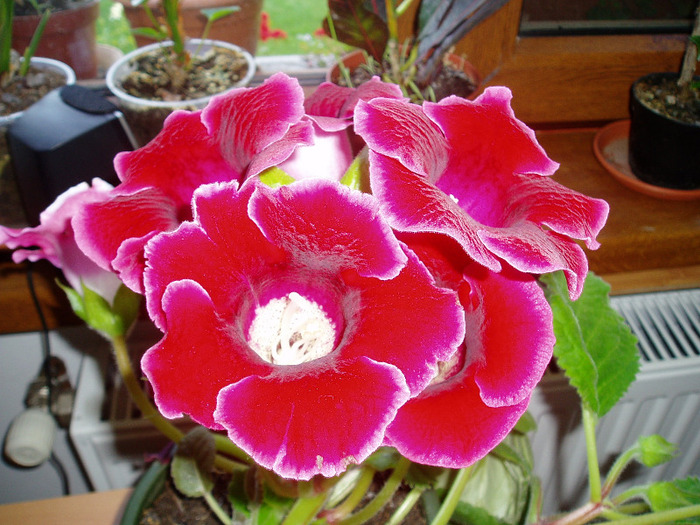 P1010054 - Au inflorit