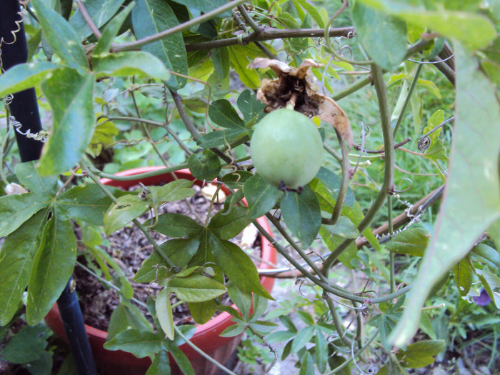 o fi comestibil? - Passiflora