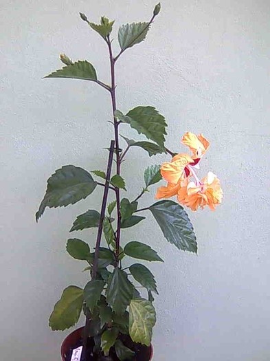 El Capitolio galben - Hibiscus