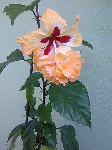 08-07-2011 - Hibiscus