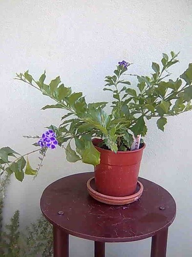 Duranta repens - Hibiscus