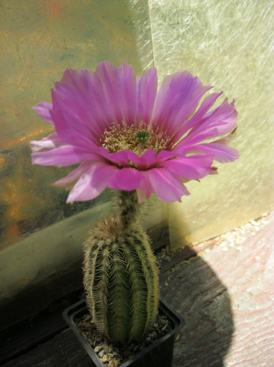 Echinocereus sp.