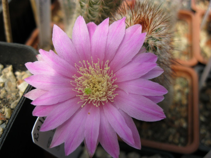 Echinocereus lauii