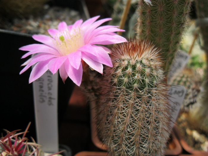 Echinocereus lauii