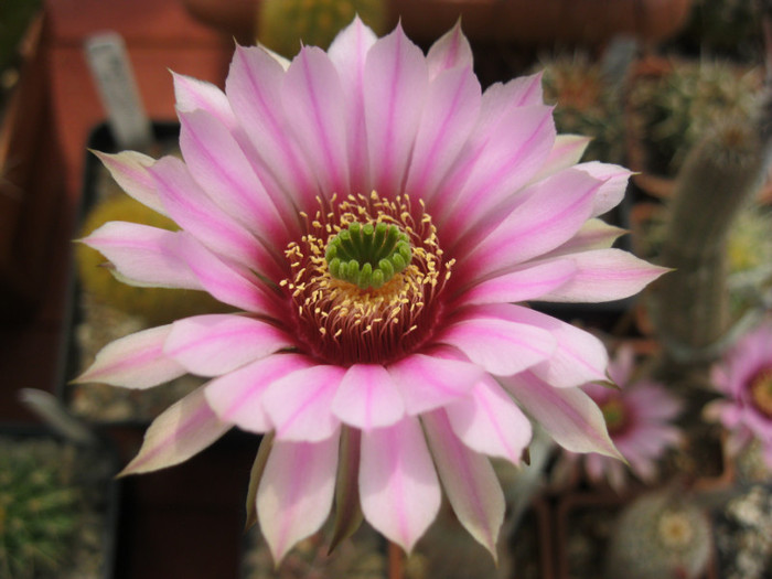 Wilcoxia tamaulipensis - Echinocereus-Wilcoxia