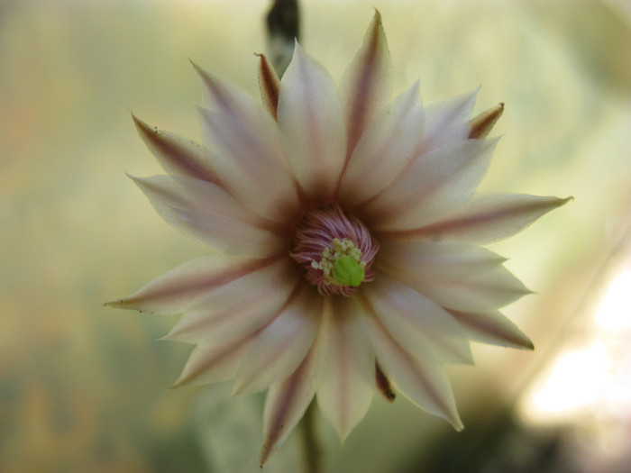 Wilcoxia leucantha - Echinocereus-Wilcoxia