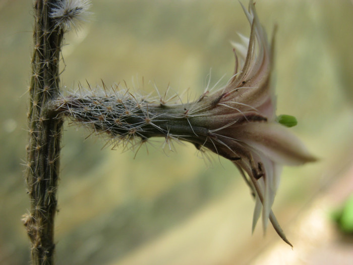 Wilcoxia leucantha - Echinocereus-Wilcoxia