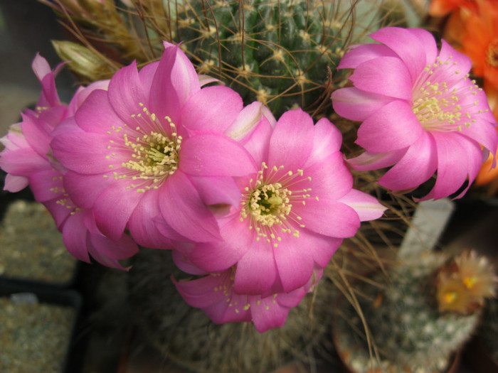 Lobivia sp. - Echinopsis