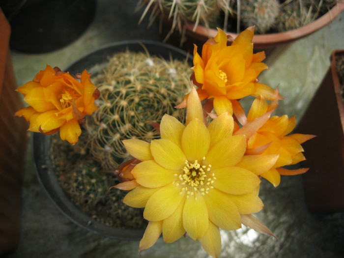 Lobivia sp. - Echinopsis