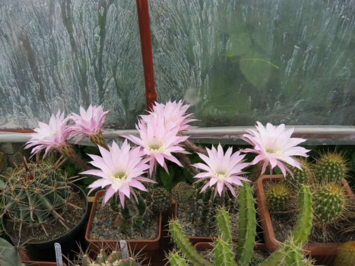 Echinopsis hb. - Echinopsis